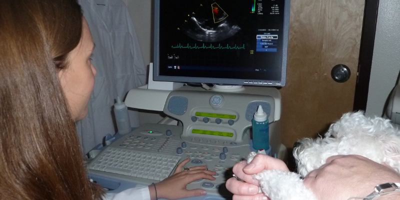 reading ultrasound