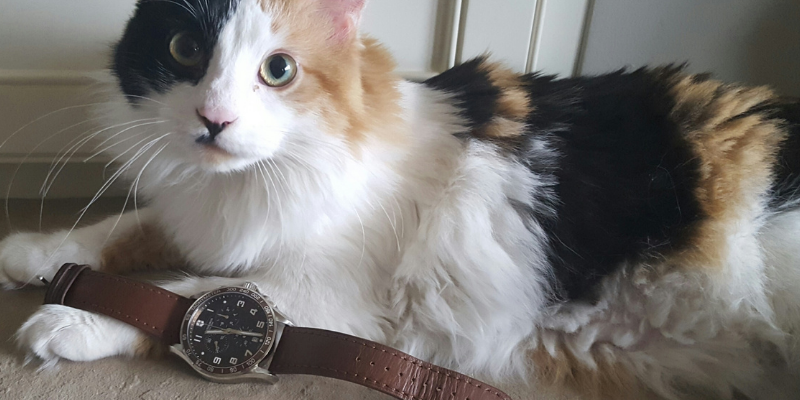 cat with watch