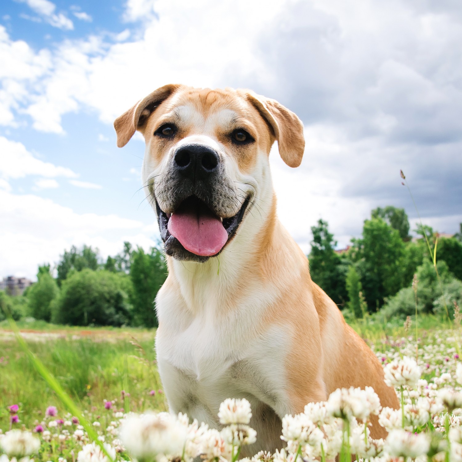 Dog in front of clouds in a field