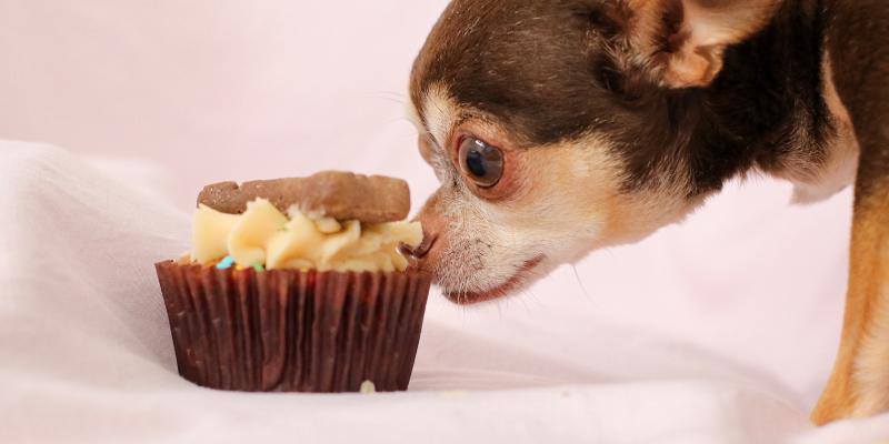 dog with cup cake