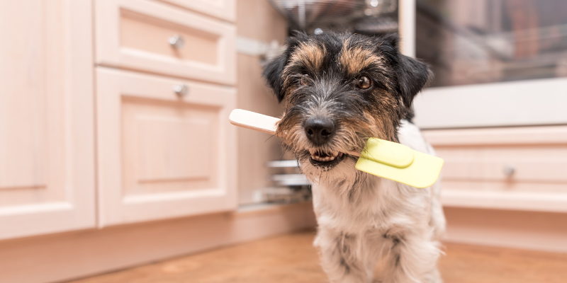 dog with spatula