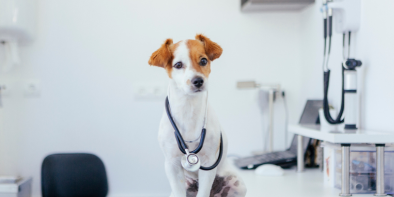 dog doctor