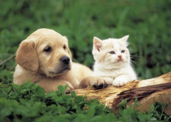 puppy and kitten